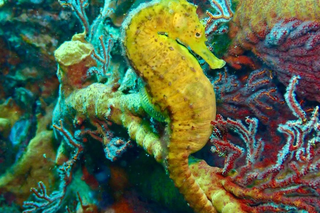 Photo of Others in Satun