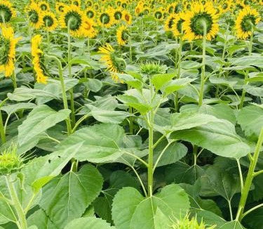 Vinh House | Cozy Eco Park Homestay