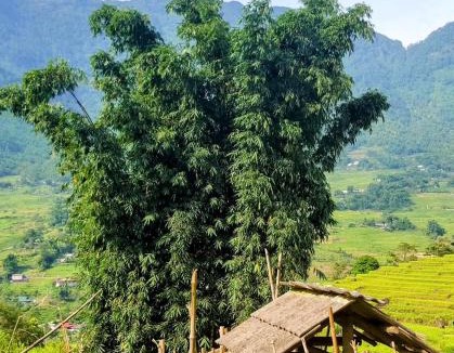 Sa Pa House | Mẩy Happiness Homestay Village View