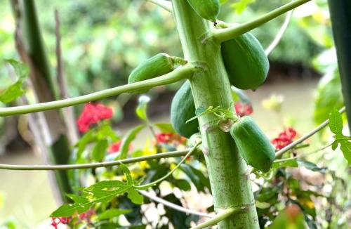 Hoa Lu Other | Hen Camping- Coffee - Free if you have tent