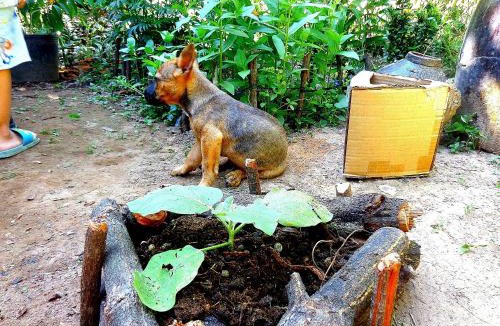 Giong Trom House | Coco Happy Farm