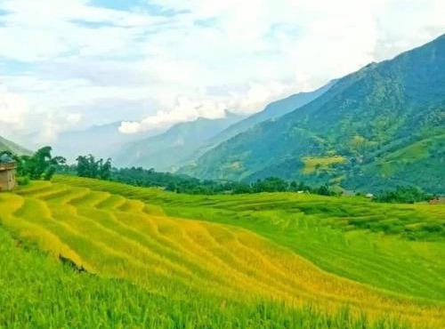 Chi Homestay