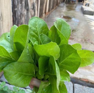 Homestay Nhà Của Gạo